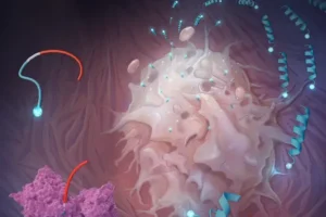 The new drug carrier (shown as blue-red strands) is split by an enzyme (purple structure), delivering the therapeutic (blue spheres) to a cancerous cell.