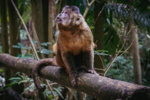 Capuchin monkey
