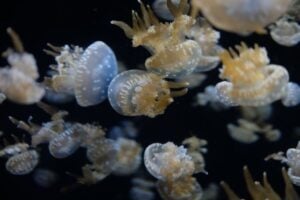 jellyfish