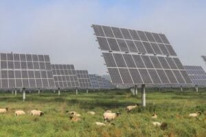 solar farm and sheep