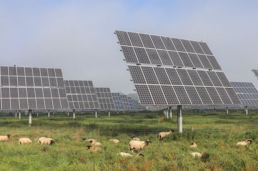 solar farm and sheep