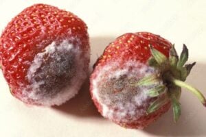 Botrytis cinerea on an innocent berry.