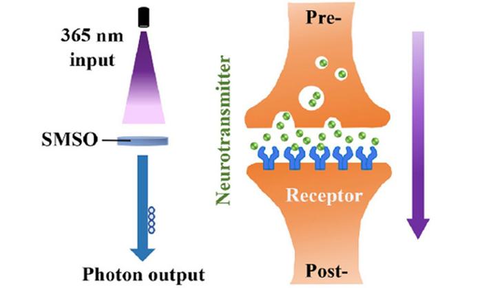 A photon-modulated synaptic device based on a rare-earth-doped long-afterglow crystal facilitates excitatory (UV-induced) and inhibitory (near-infrared induced) plasticity. This schematic depicts the excitatory impulse wit luminescence as the optical output.