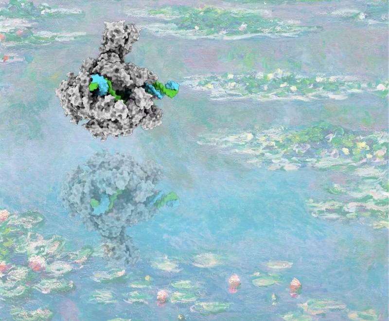 The Hidden Architects of Your DNA: How Water Molecules Drive Gene Transcription