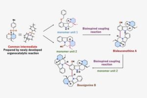 Using a novel approach to obtain a common intermediate, the researchers then employed two bioinspired coupling reactions to complete the total synthesis of bisleuconothine A and bousigonine B for the first time.