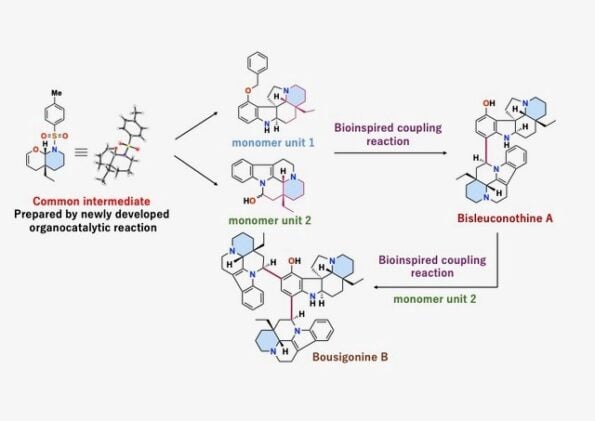 Using a novel approach to obtain a common intermediate, the researchers then employed two bioinspired coupling reactions to complete the total synthesis of bisleuconothine A and bousigonine B for the first time.