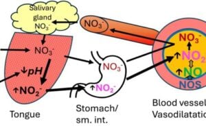 The nitrate-nitrite-nitric oxide (NO3− → NO2− → NO) pathway and the proposed effects of sugar-containing acidic gum versus sugar-free gum on nitrate metabolism. By lowering salivary pH, acidic gum may enhance the conversion of nitrate to nitrite by bacterial nitrate reductases on the tongue. Nitrite is then absorbed in the upper small intestine, increasing circulating nitrite levels that can be reduced to nitric oxide, promoting vasodilation and lowering blood pressure. Nitrate originates from dietary sources, such as beetroot juice, and from the oxidation of nitric oxide produced by nitric oxide synthase (NOS).