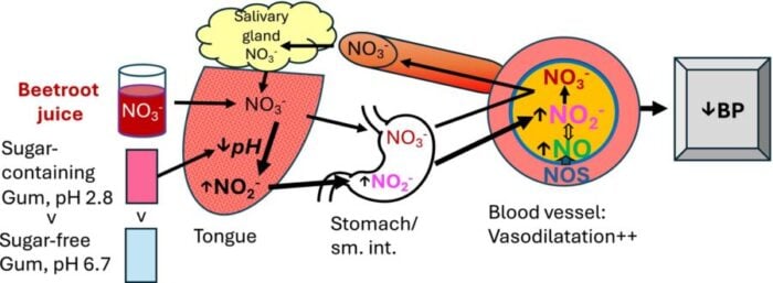The nitrate-nitrite-nitric oxide (NO3− → NO2− → NO) pathway and the proposed effects of sugar-containing acidic gum versus sugar-free gum on nitrate metabolism. By lowering salivary pH, acidic gum may enhance the conversion of nitrate to nitrite by bacterial nitrate reductases on the tongue. Nitrite is then absorbed in the upper small intestine, increasing circulating nitrite levels that can be reduced to nitric oxide, promoting vasodilation and lowering blood pressure. Nitrate originates from dietary sources, such as beetroot juice, and from the oxidation of nitric oxide produced by nitric oxide synthase (NOS).