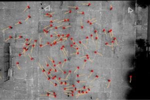 Taken from above, this annotated image shows a schoolground in Spain and the motions of teenage participants as indicated by the dots and lines. ©2026 Echeverría-Huarte et al. CC-BY-ND