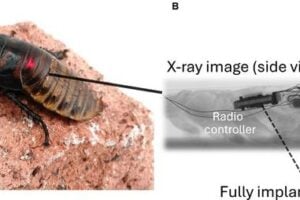 Cyborg cockroach proposed in this study (A). The LED on the controller was seen beneath the cuticle. The controller and the battery were implanted into the body (B, x-ray image).