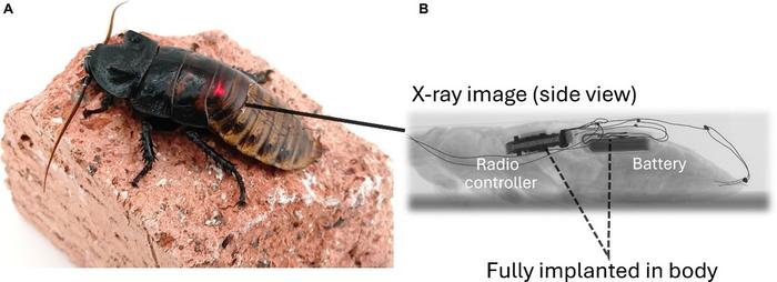 Cyborg cockroach proposed in this study (A). The LED on the controller was seen beneath the cuticle. The controller and the battery were implanted into the body (B, x-ray image).