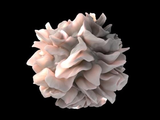 Artistic rendering of a human dendritic cell