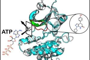 Researchers at the Icahn School of Medicine at Mount Sinai discovered a previously hidden pocket on PKMYT1, a protein involved in controlling how cells grow and divide, that current AI tools and experiments had missed. Their findings potentially open a new route to more selective drug design.