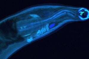 WashU Medicine researchers genetically modified hookworms to produce and deliver a therapeutic antibody inside a host, a proof-of-concept that could lead to long-lasting treatments for chronic disease or exposure to toxins in remote settings.