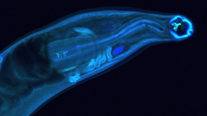 WashU Medicine researchers genetically modified hookworms to produce and deliver a therapeutic antibody inside a host, a proof-of-concept that could lead to long-lasting treatments for chronic disease or exposure to toxins in remote settings.
