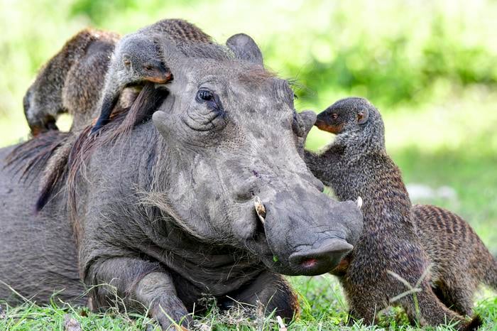 What Animals Are Saying to Each Other When They Team Up Across the Species Line