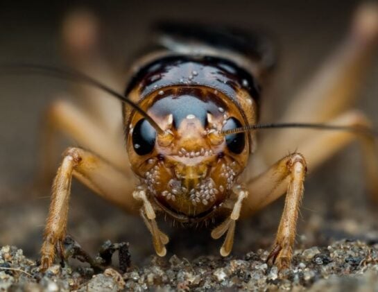 closeup of cricket face