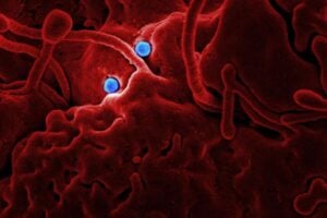 HIV amid blood cells