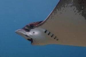 A whitespotted eagle ray feeds on hard-shelled mollusks in its natural habitat. The distinctive crunching sounds produced during feeding are helping FAU researchers develop AI-powered tools to monitor predator-prey interactions beneath the ocean surface