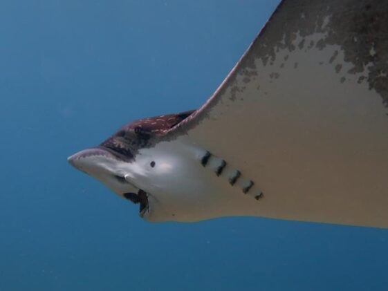 A whitespotted eagle ray feeds on hard-shelled mollusks in its natural habitat. The distinctive crunching sounds produced during feeding are helping FAU researchers develop AI-powered tools to monitor predator-prey interactions beneath the ocean surface