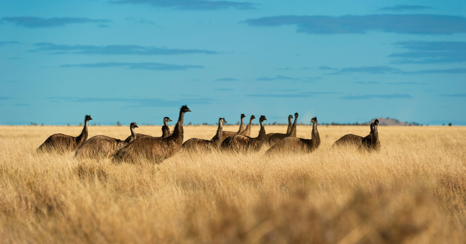In 1932 Australia sent a small artillery detachment with machine guns to cull thousands of emus damaging Western Australia’s wheat fields, but the birds scattered, outran an attempted truck pursuit, and survived a campaign later remembered as a victory for the emus