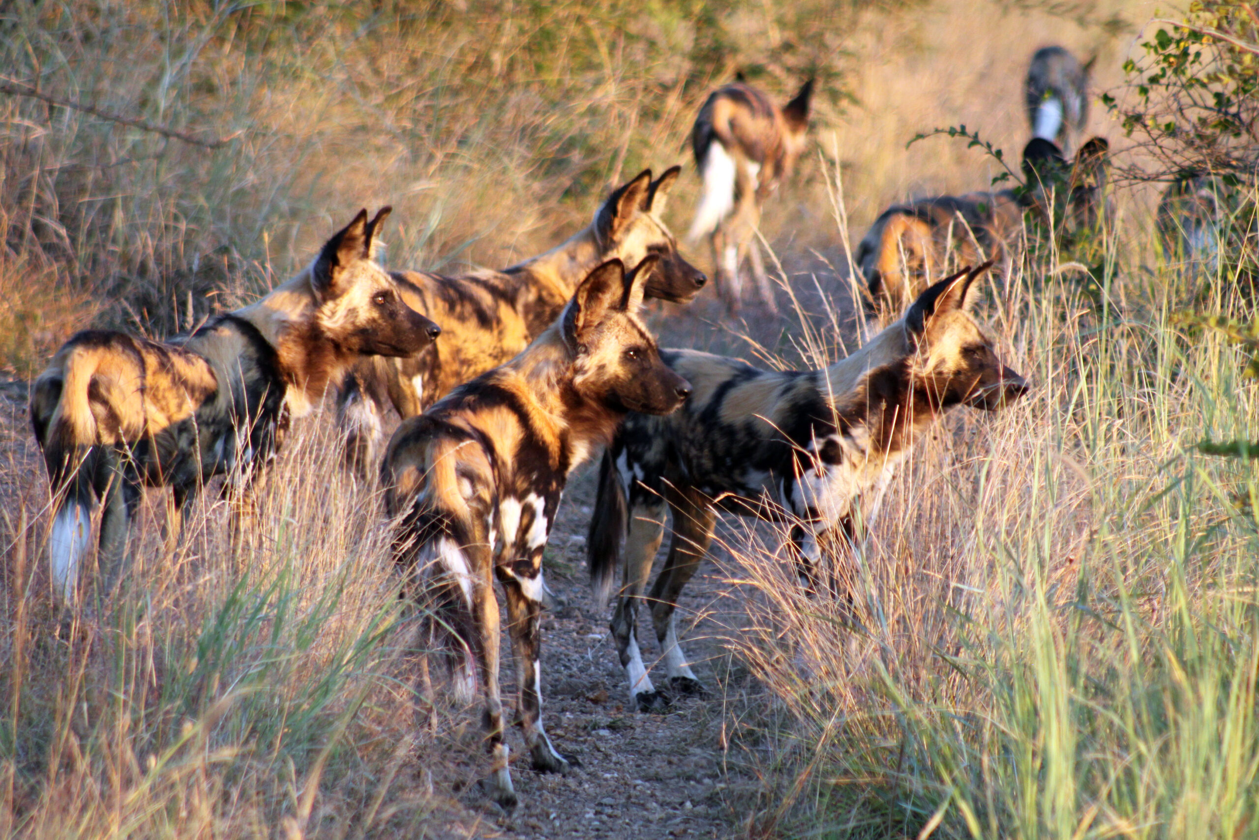 We tend to think of lions as Africa’s ultimate killers, but a lone lion hunting in daylight succeeds in only about one chase in five, while packs of the endangered, large-eared African wild dog have been recorded succeeding in as many as nine out of ten