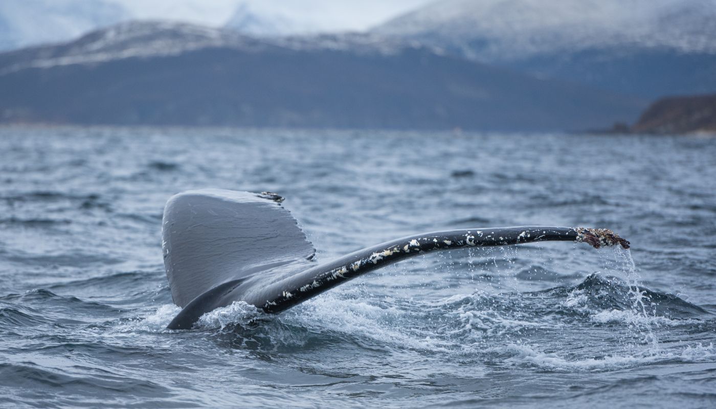 A whale tail rising from cold ocean water