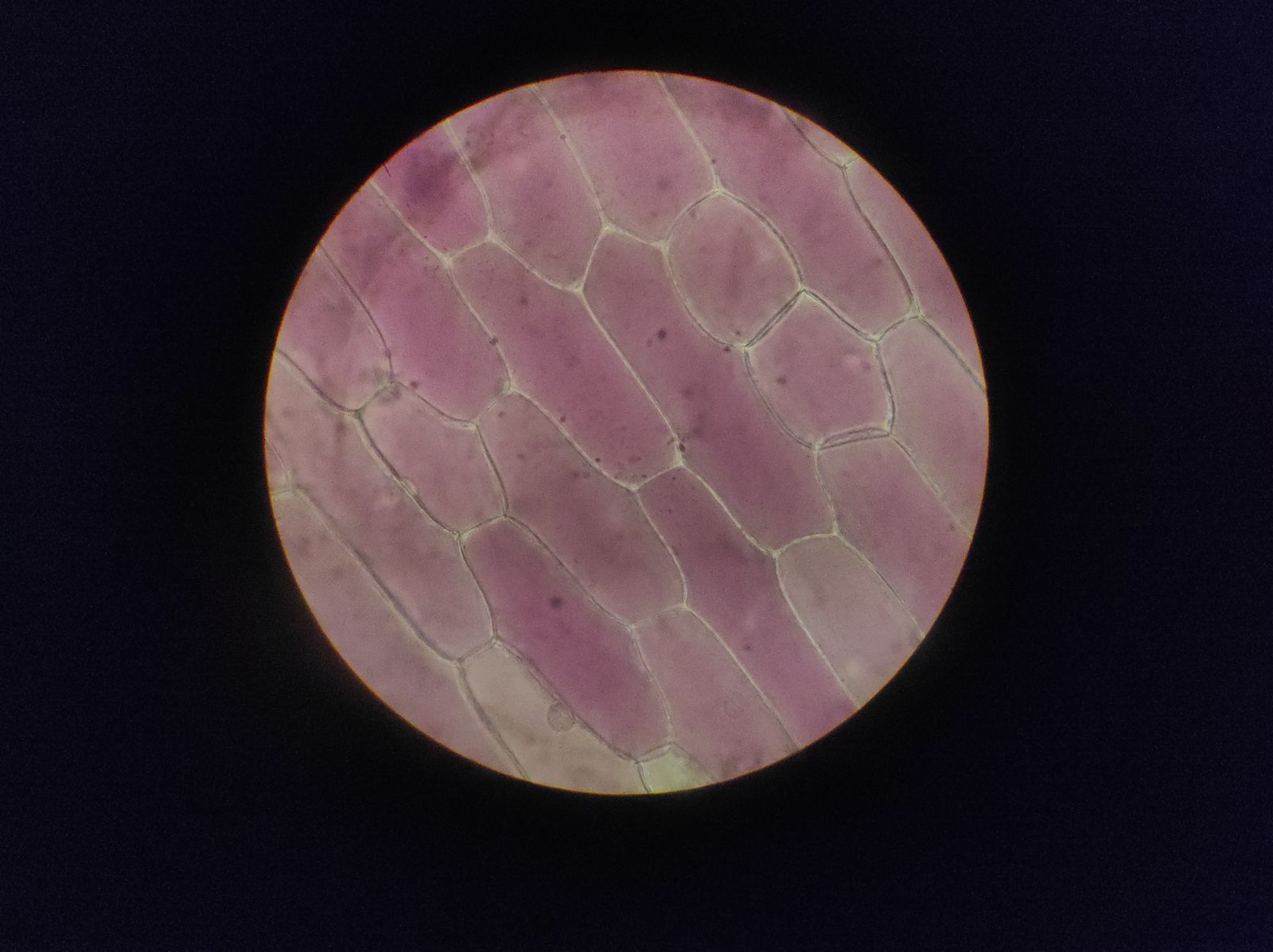 crypt stem cells fluorescence