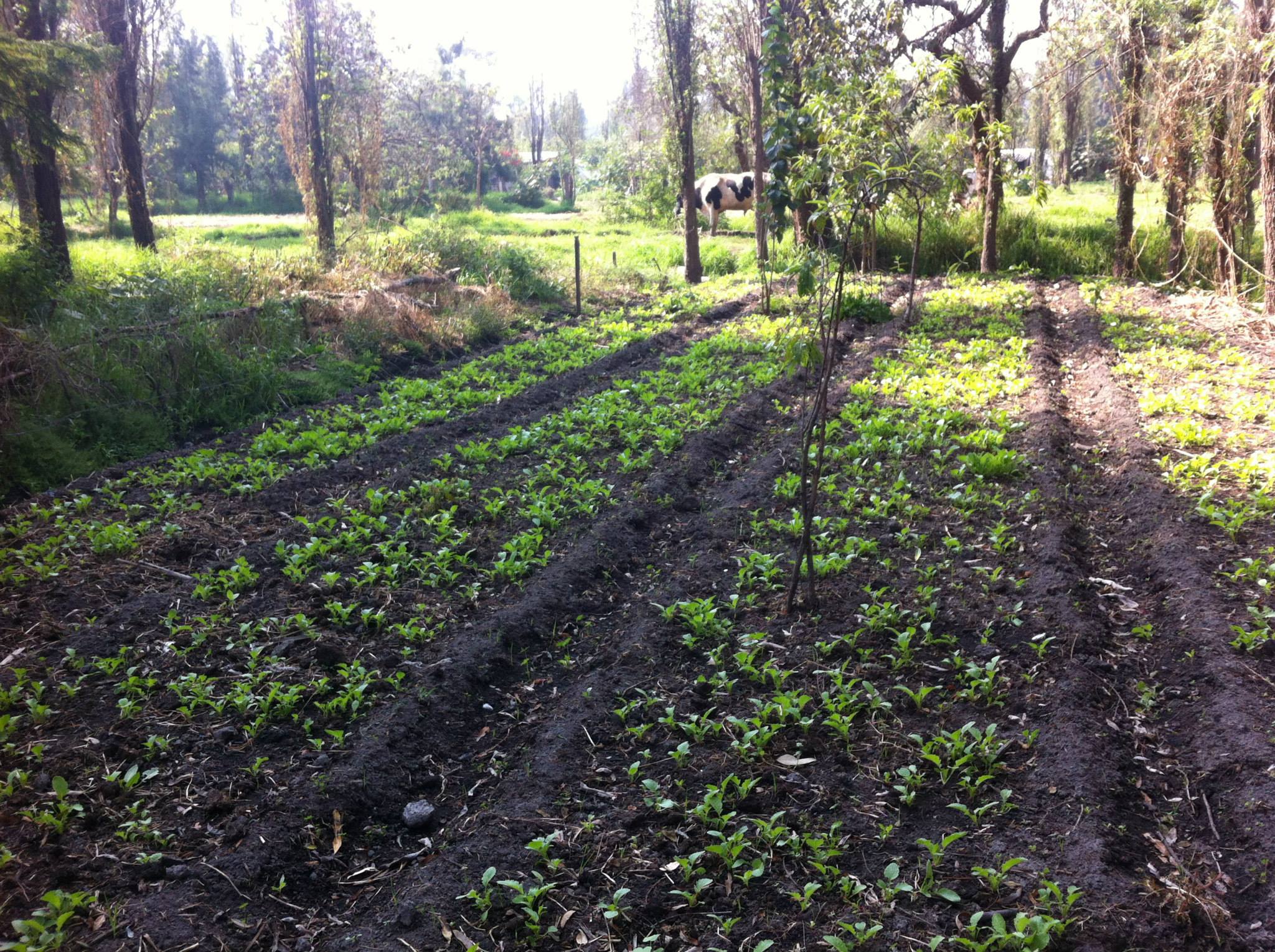 Rows of young radish plants growing in dark soil on a chinampa in Xochimilco