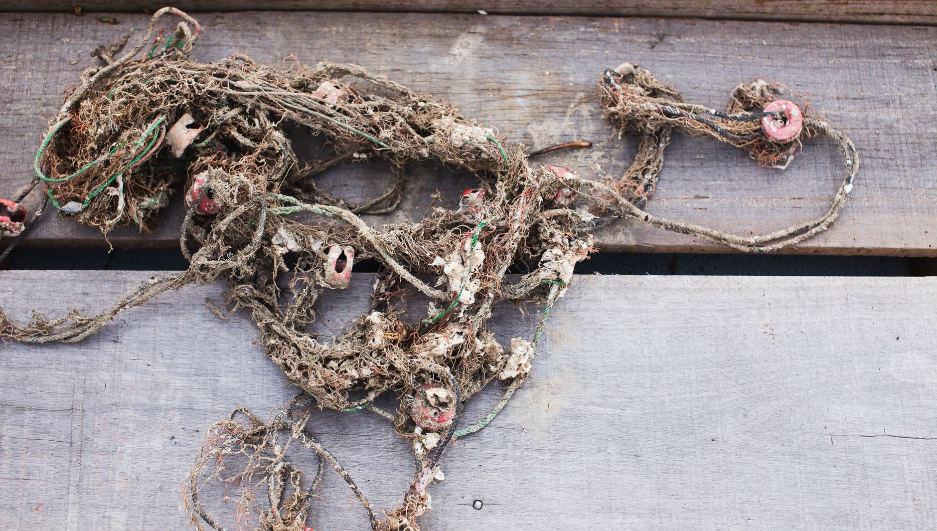 Discarded fishing net. Representative image, not photographed in the North Pacific gyre.
