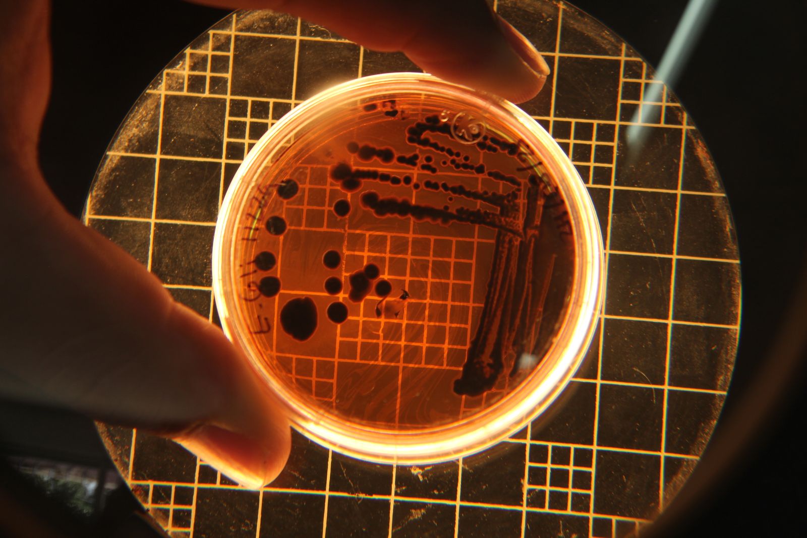In 1928, Alexander Fleming returned from a two-week holiday to find a mold spore had drifted onto a Staphylococcus plate in his cluttered London lab, and the cl