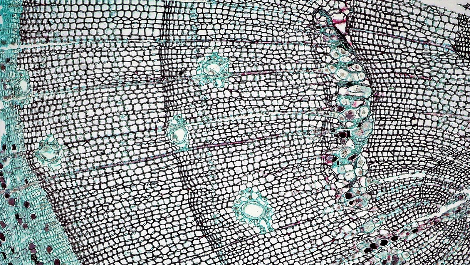 muscle fiber microscopy