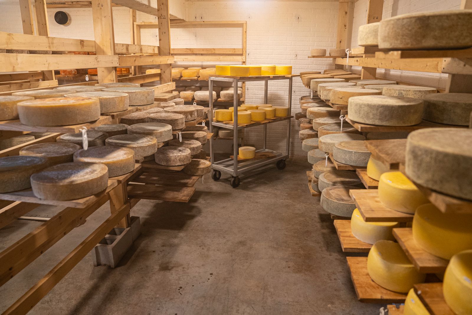 pecorino cheese sheep