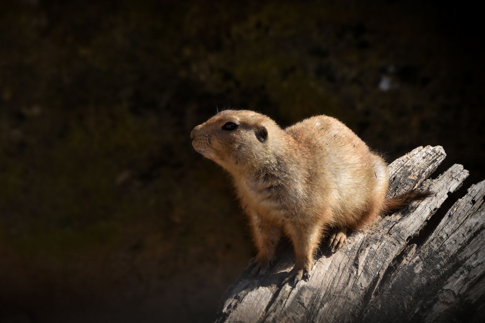 Prairie dog standing alert near its burrow