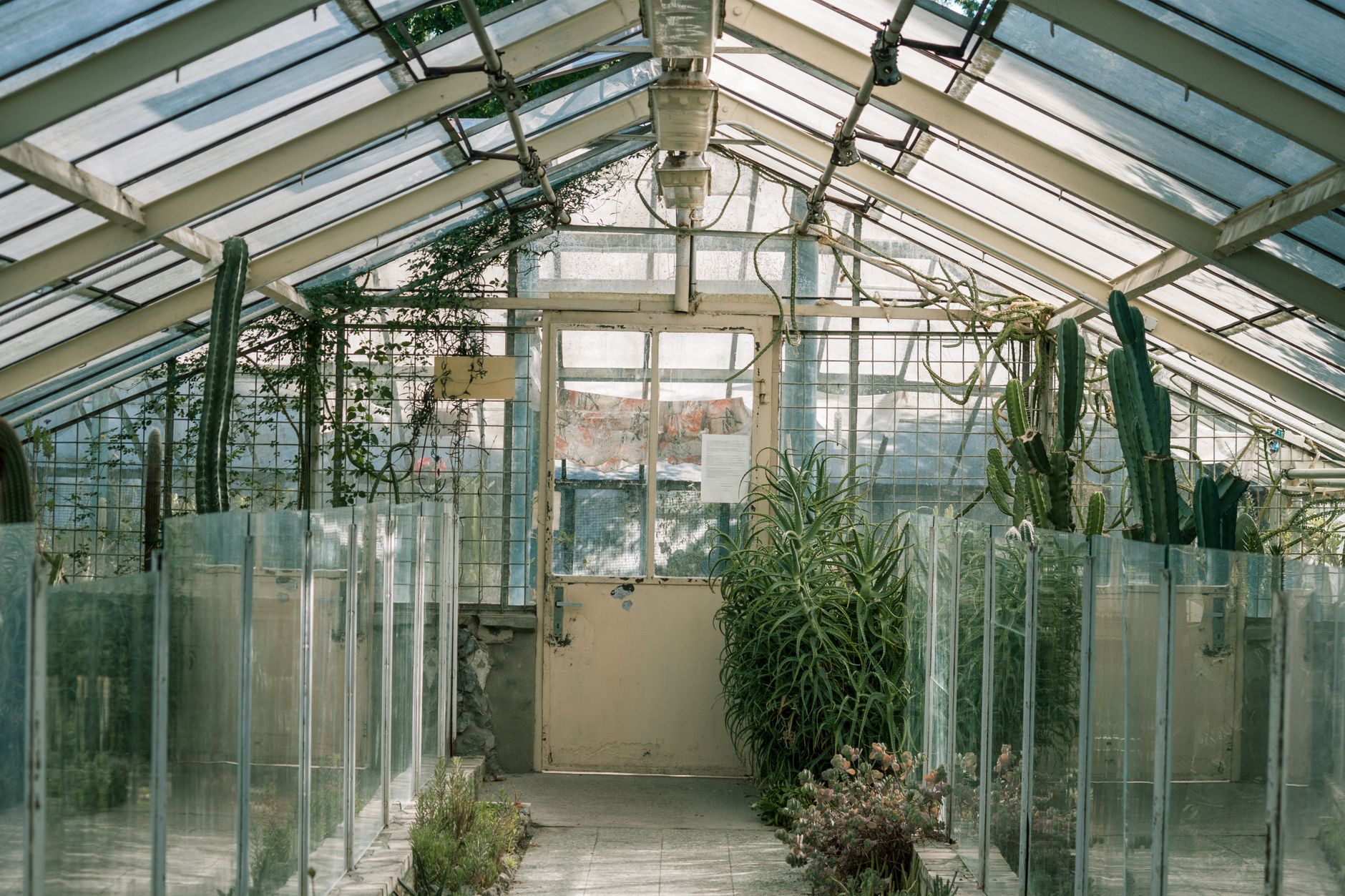 A peaceful view inside a greenhouse filled with various cacti and greenery under natural light.