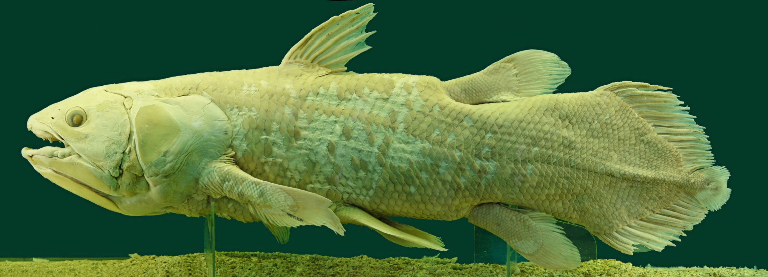 Preserved coelacanth specimen displayed at the Natural History Museum in Vienna