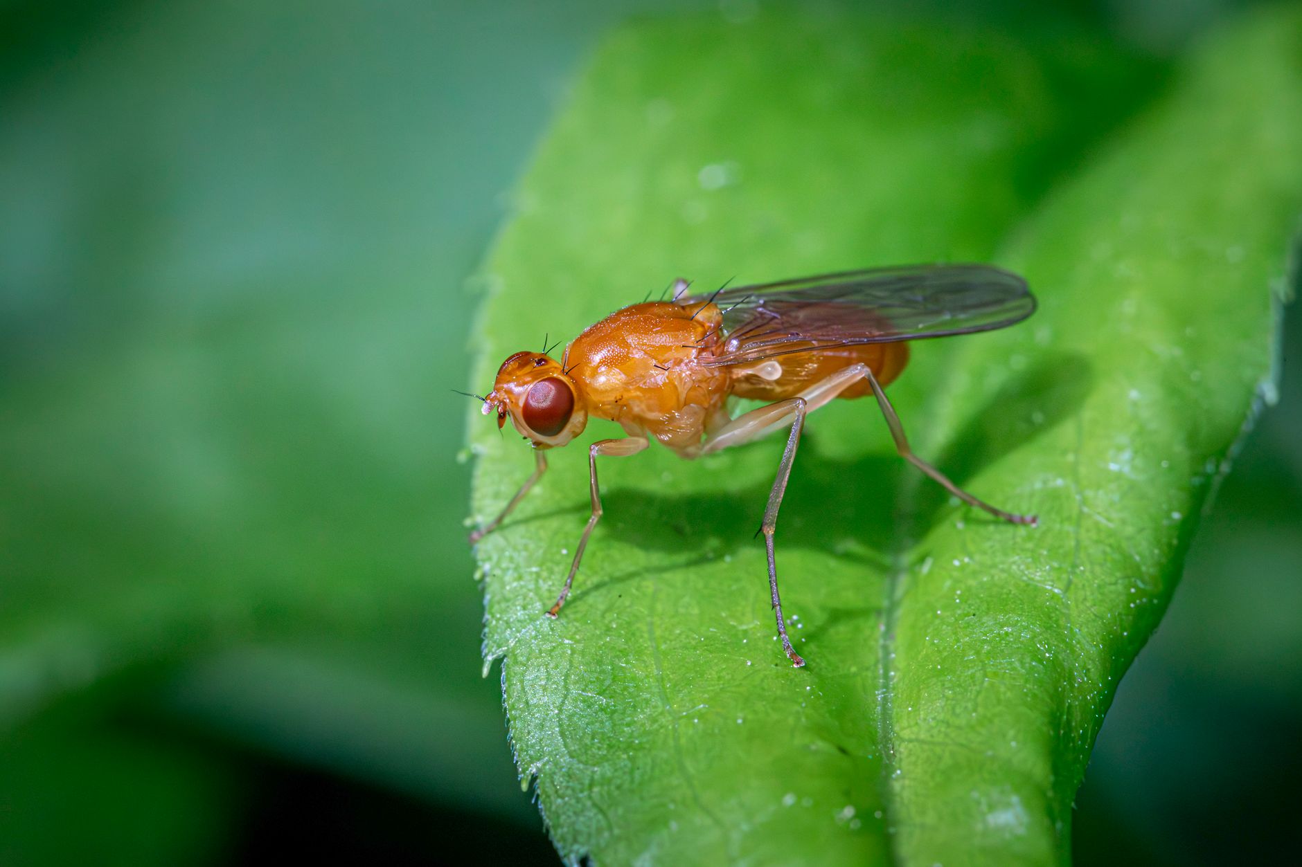 Representative macro image of a fly.