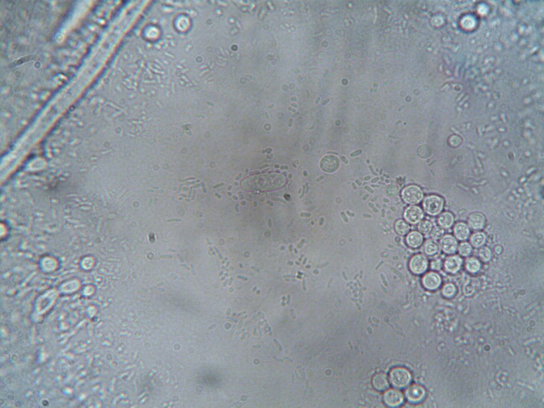 Representative laboratory image of microscopy work.