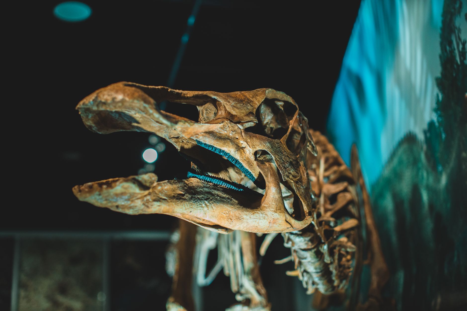Representative image of a dinosaur fossil display.