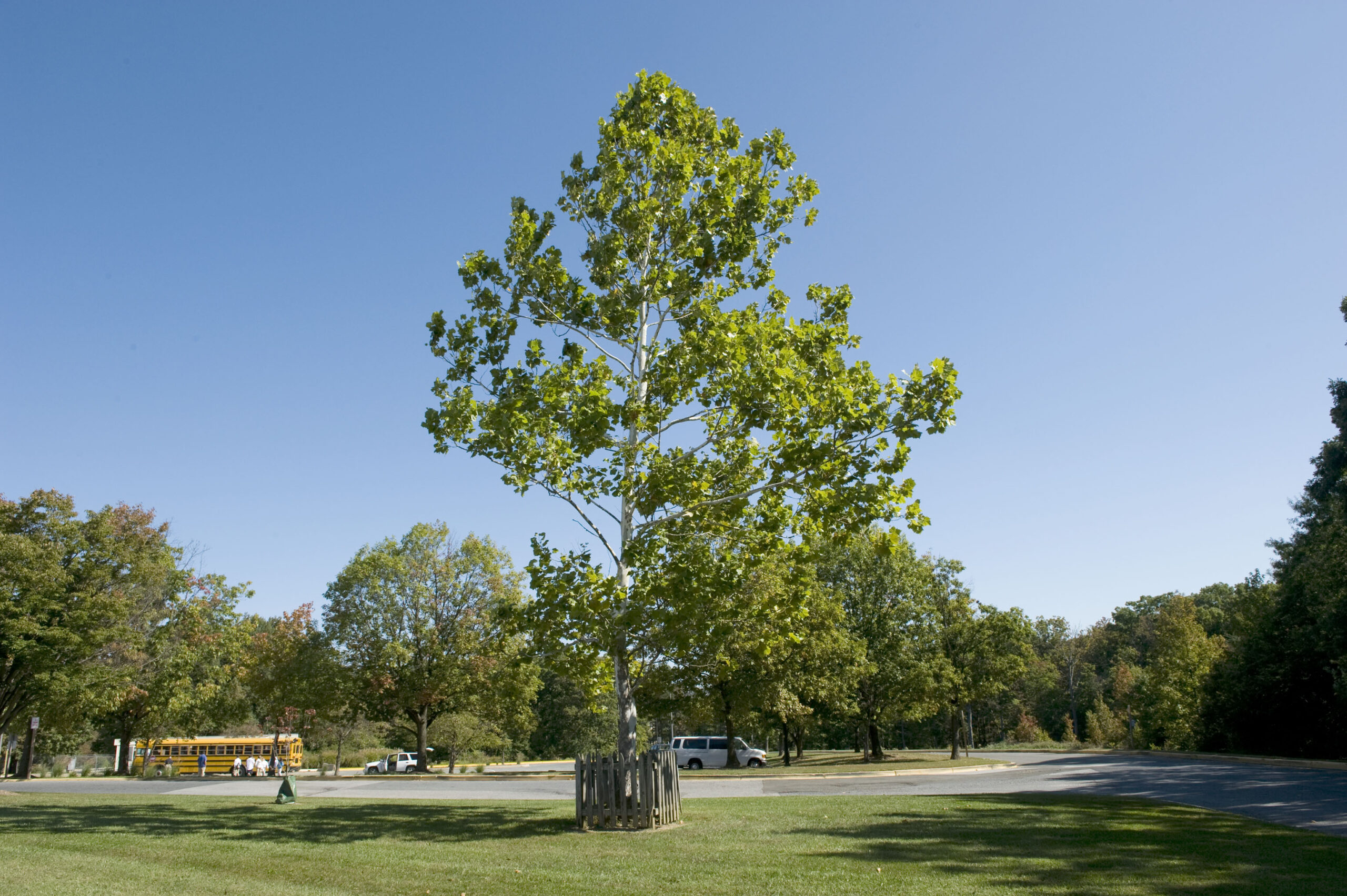 The sycamore Moon Tree in front of the Visitor Center at NASA's Goddard Space Flight Center.