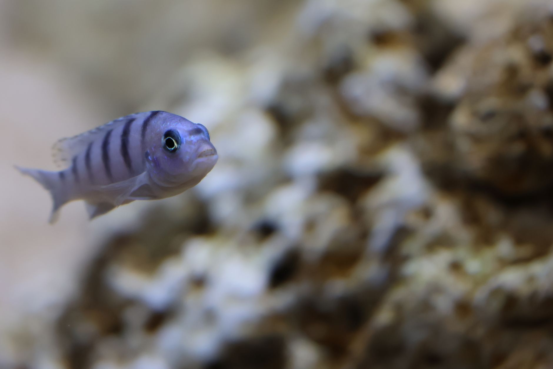 Representative image of small fish in an aquarium.