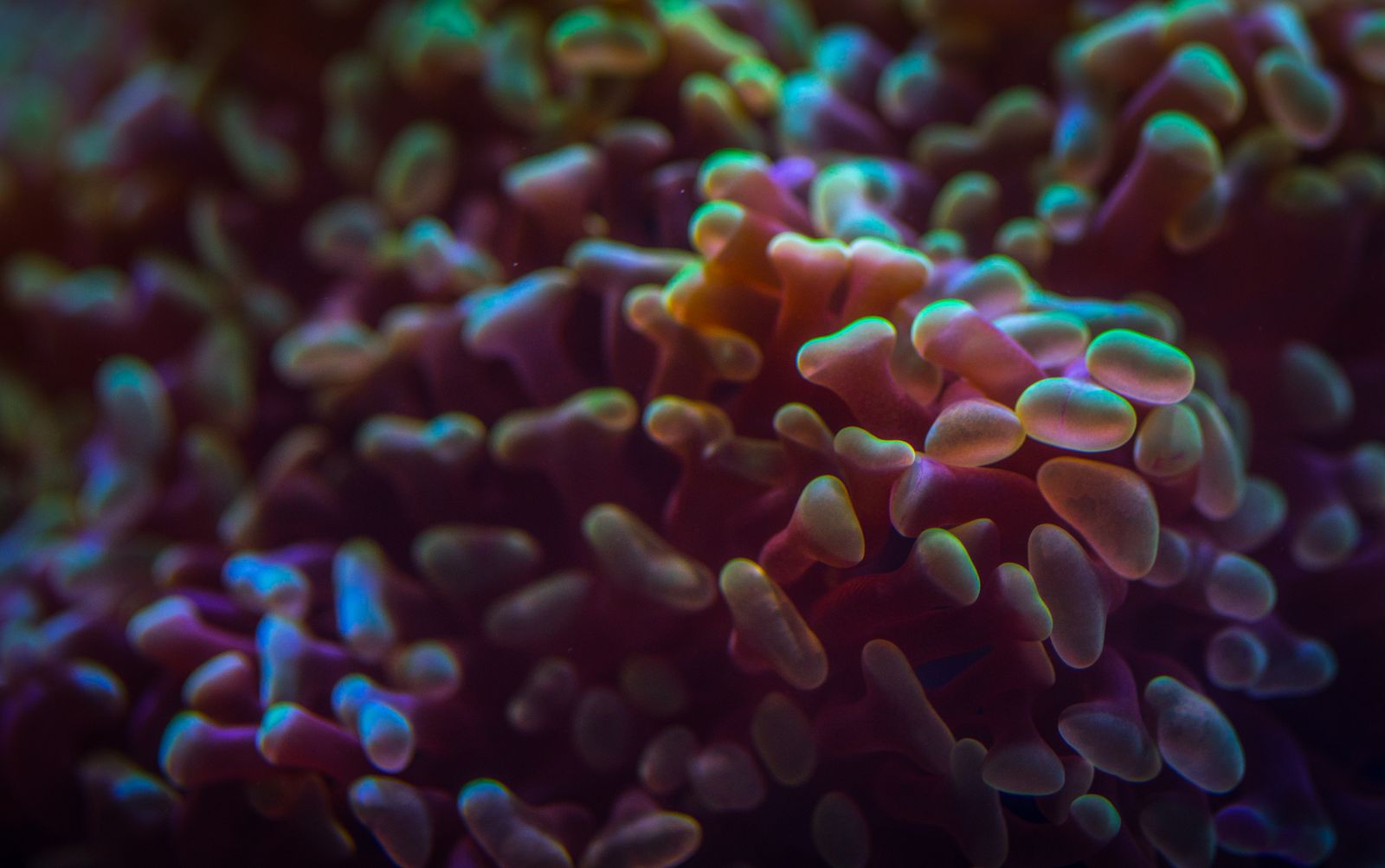 The Great Barrier Reef isn't dying from heat the way everyone assumes — it's dying from a rhythm problem scientists only just started measuring