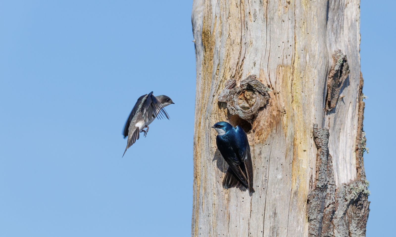 Tree swallows nesting at the northern edge of their range are collapsing faster than southern populations — and the culprit isn't warming, it's the widening whi