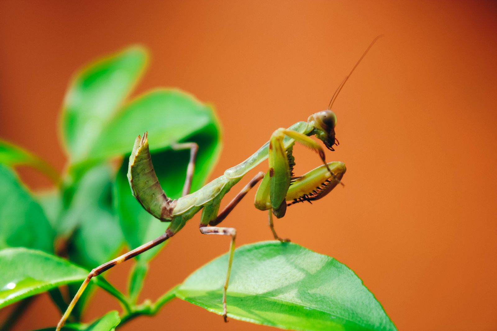 Two Asian mantis species just got Europe's harshest invasive label — and the reason involves cannibalized native males, vanishing pollinators, and a warming climate quietly opening the door north