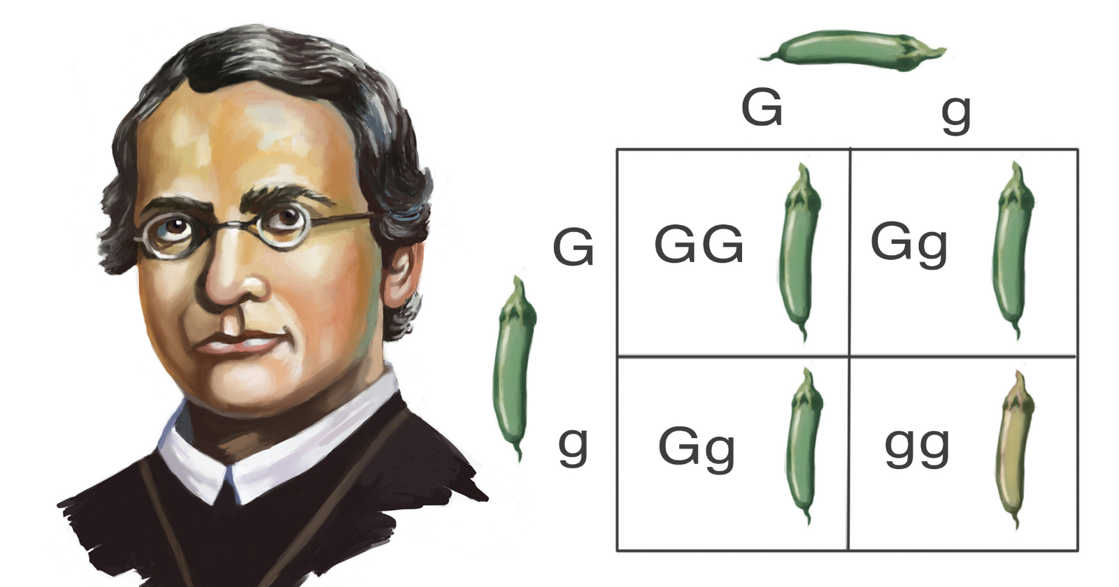 Illustration of Gregor Mendel beside a Punnett square