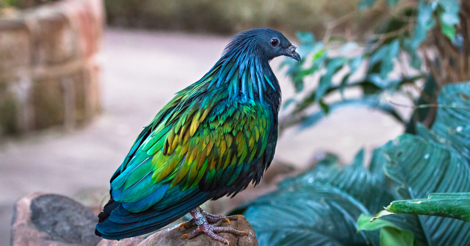 The Nicobar pigeon, a flighted bird native to Southeast Asia, is the dodo's closest living relative — a winged ancestor landed on Mauritius after the island rose from the sea, found nothing that could eat it, and over millennia grew large enough and calm enough to forget how to fly entirely