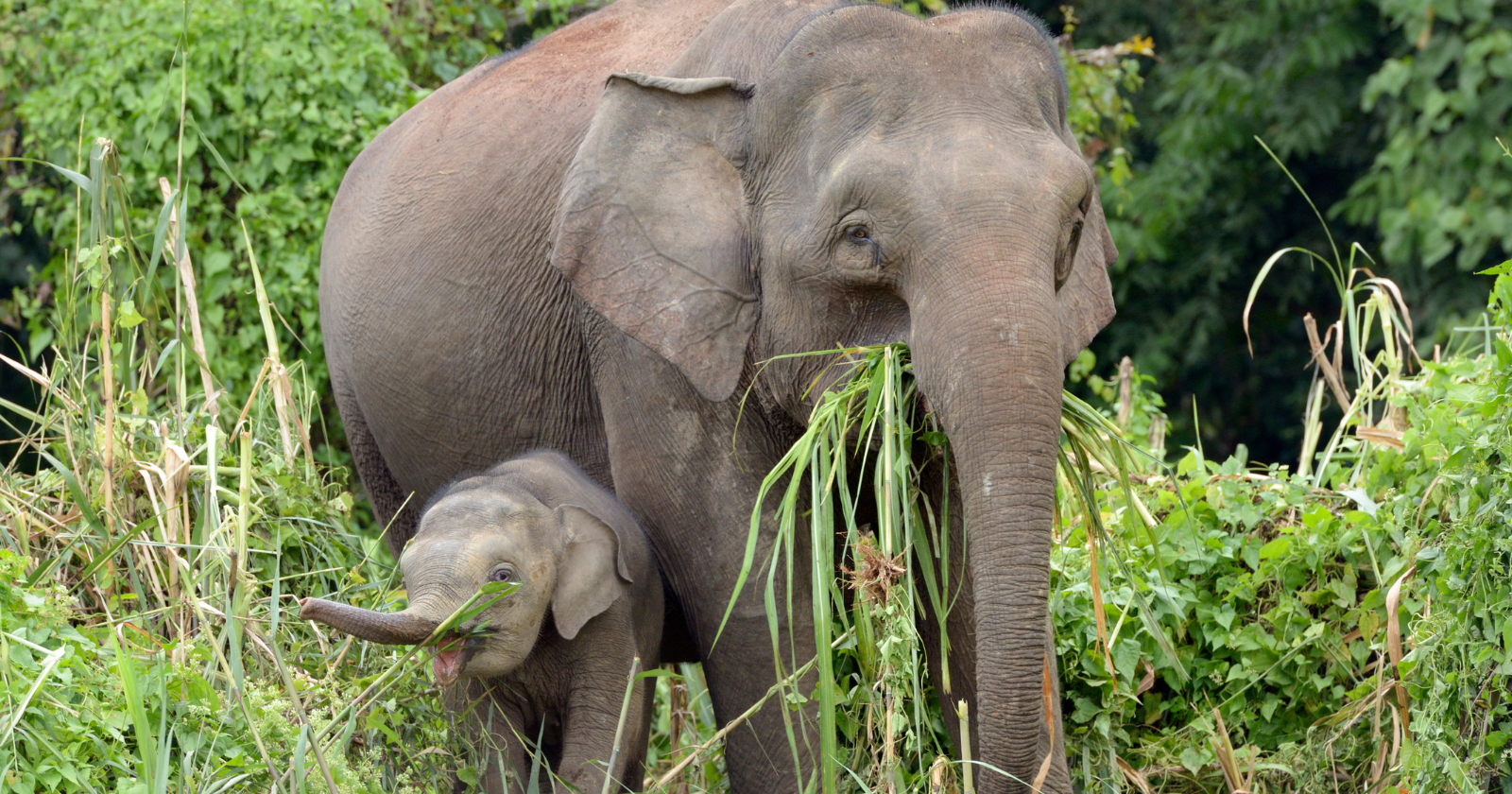 Adult elephant and calf feeding in dense vegetation