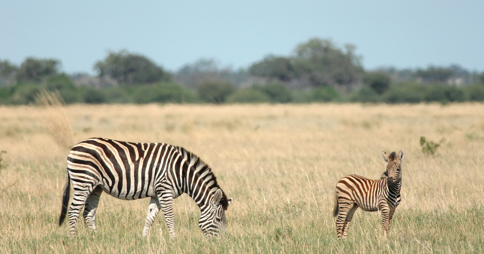 Adult zebra and foal standing on grassland