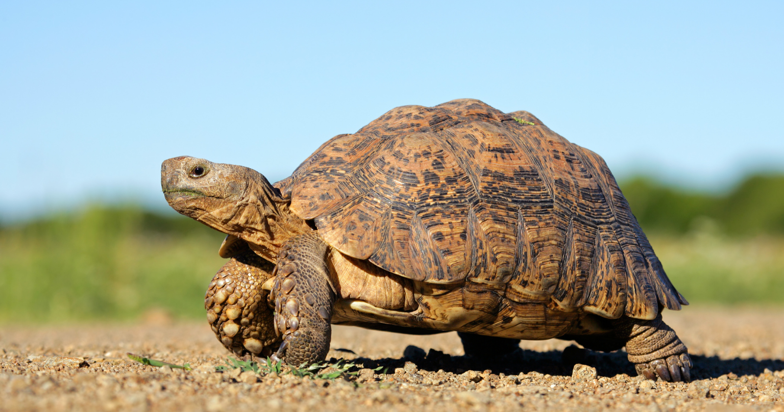 Spotted turtle walking on bare ground