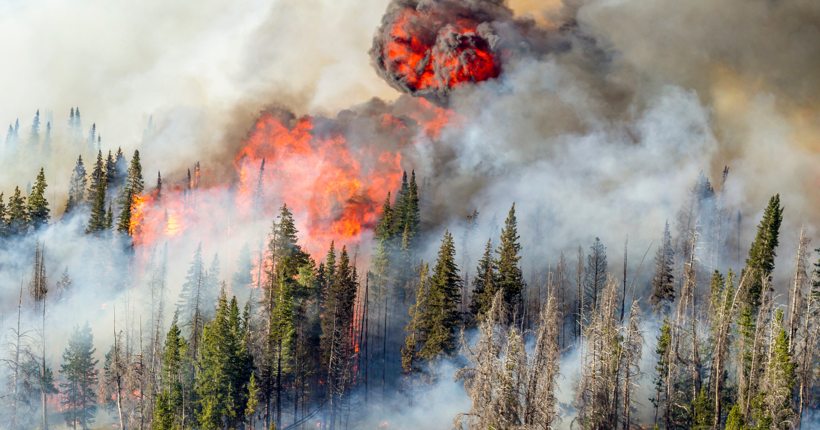 Copernicus satellite data puts Spain's 2026 burned area at over 200,000 hectares, the largest of any EU nation, and the evacuation orders that followed did not check passports before deciding who needed to leave